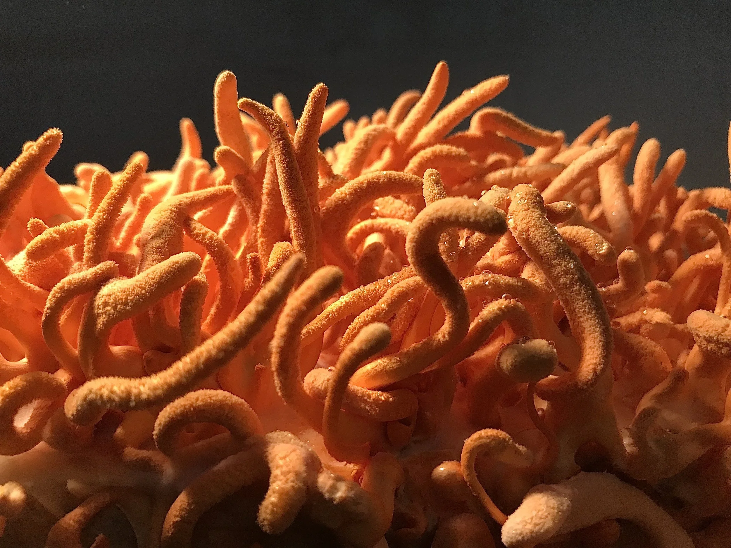 Compostos bioativos do Cordyceps