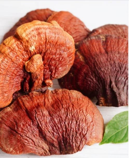 Compostos bioativos do Reishi